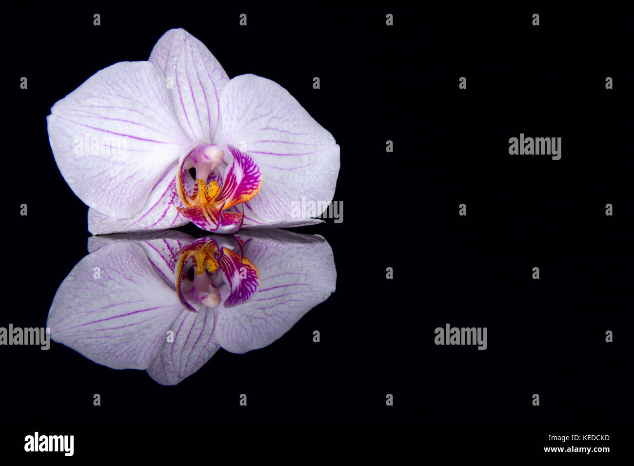 Una orchid fiore con gocce di acqua e la riflessione su uno sfondo nero Foto Stock