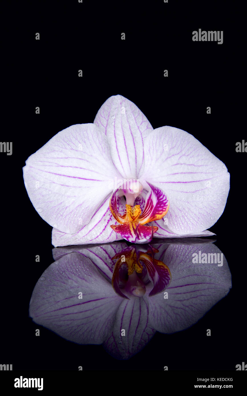 Una orchid fiore con gocce di acqua e la riflessione su uno sfondo nero Foto Stock