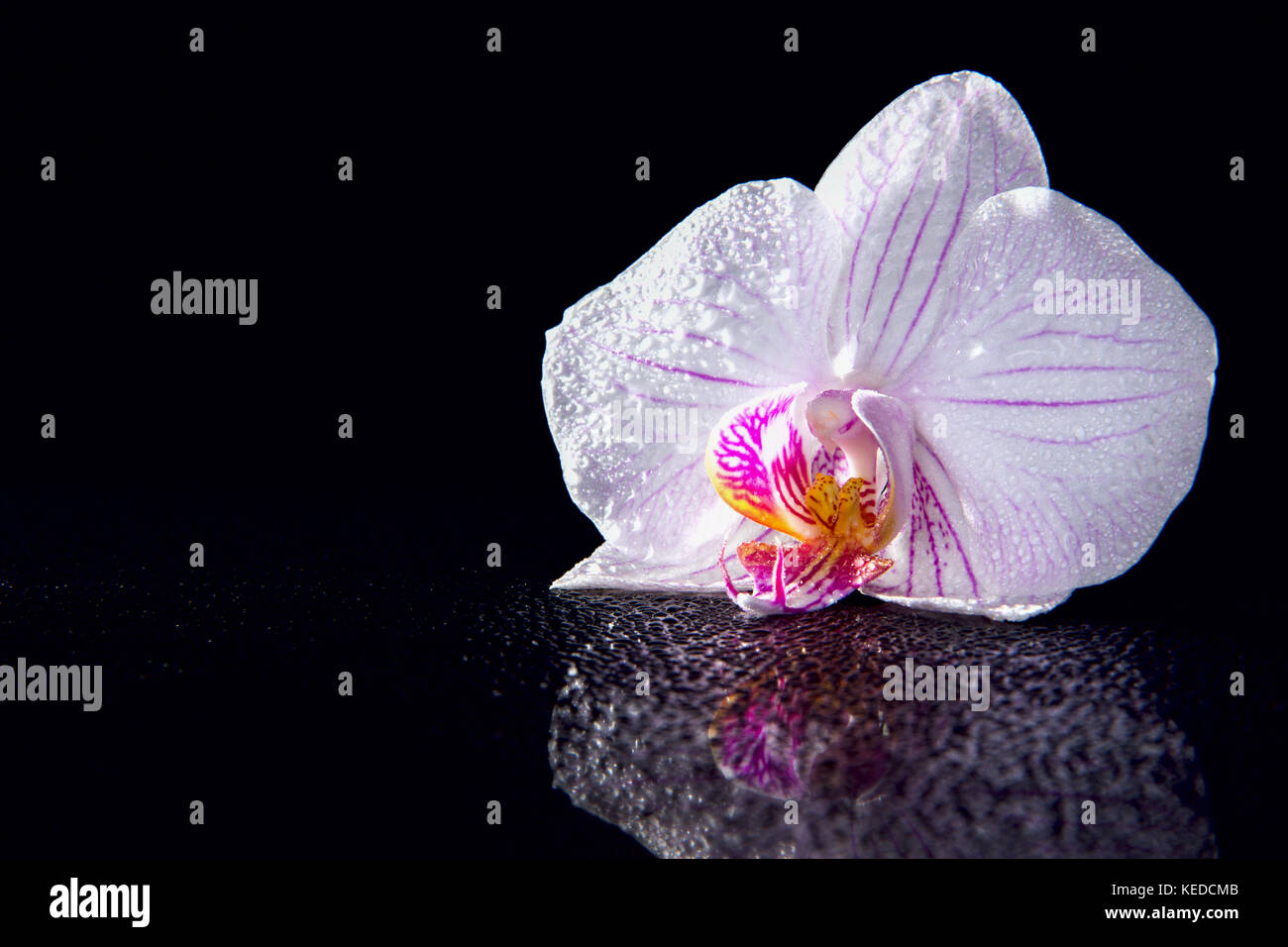 Una orchid fiore con gocce di acqua e la riflessione su uno sfondo nero Foto Stock