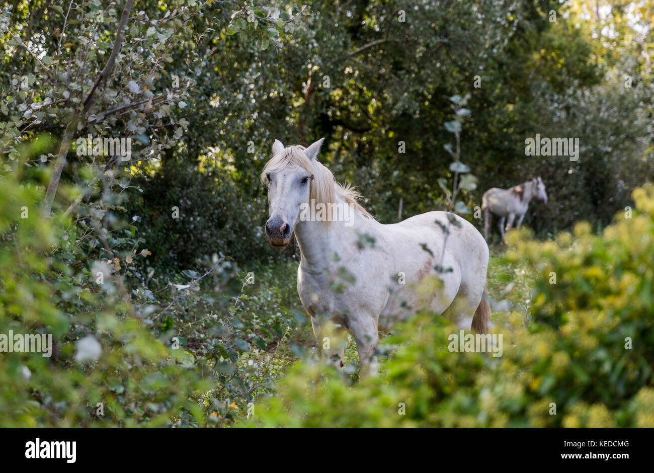 Un cavallo bianco si erge nelle boccole nel parco nazionale della Camargue in Francia Foto Stock