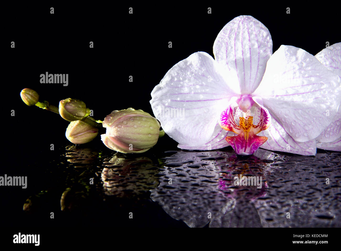 Fiori di orchidea con la riflessione su sfondo nero Foto Stock