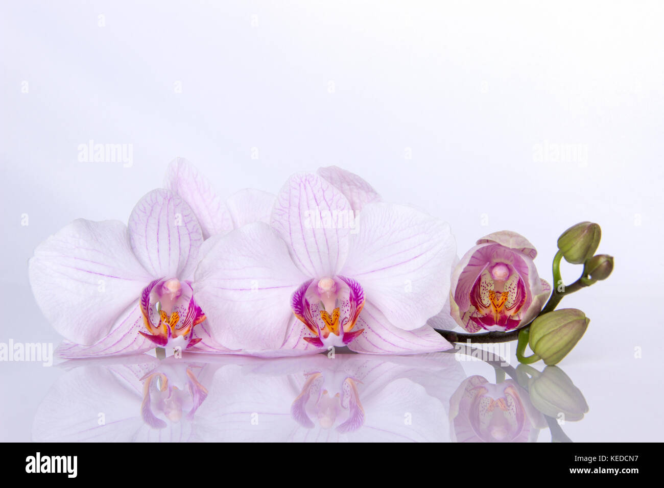 Fiori di orchidea con la riflessione su sfondo bianco Foto Stock