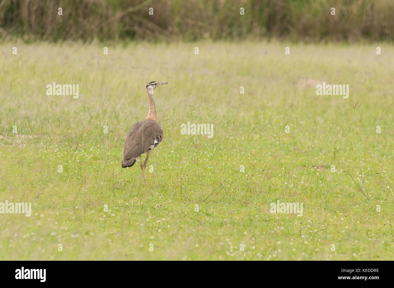 Denham's Bustard, poco nota, grande membro della famiglia che migra all'interno dell'Africa. Qui a Murchison Falls National Park, Uganda. Foto Stock