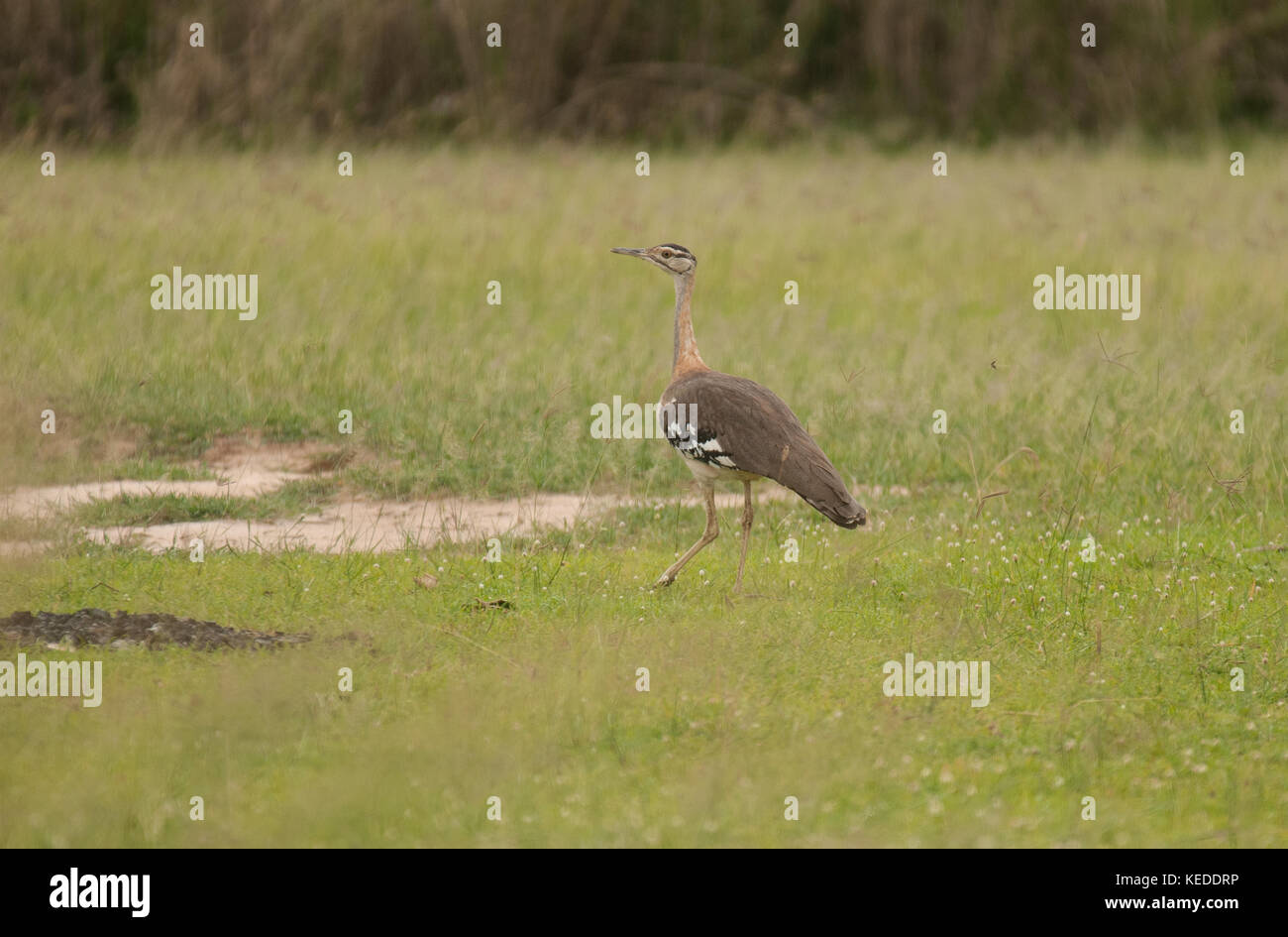 Denham's Bustard, poco nota, grande membro della famiglia che migra all'interno dell'Africa. Qui a Murchison Falls National Park, Uganda. Foto Stock