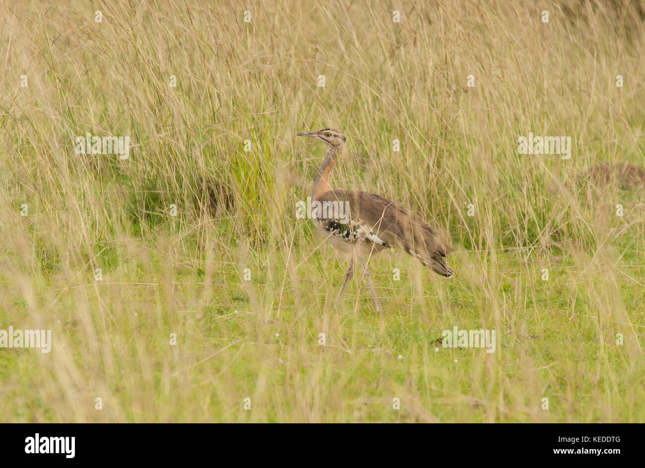 Denham's Bustard, poco nota, grande membro della famiglia che migra all'interno dell'Africa. Qui a Murchison Falls National Park, Uganda. Foto Stock