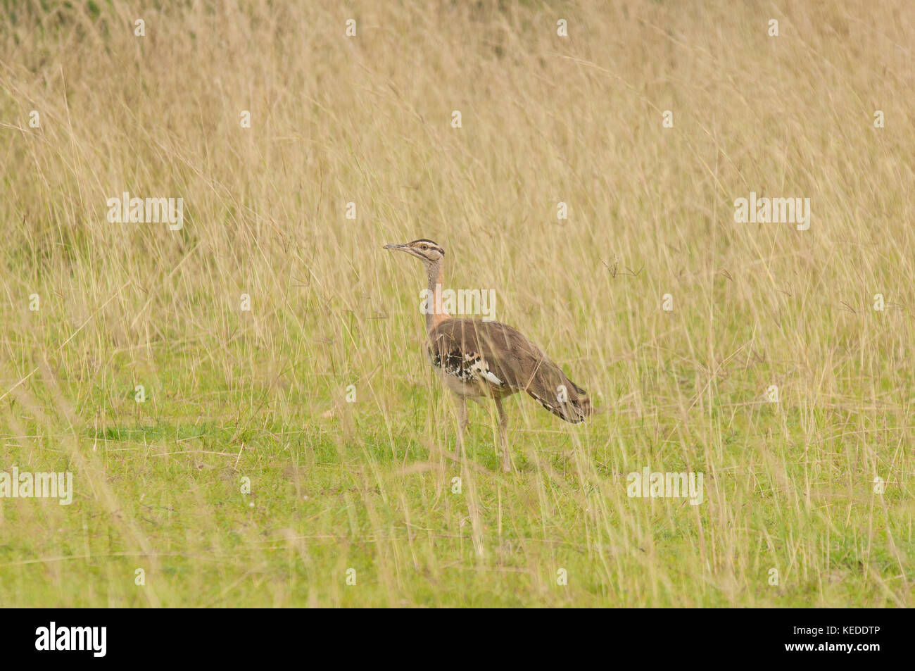 Denham's Bustard, poco nota, grande membro della famiglia che migra all'interno dell'Africa. Qui a Murchison Falls National Park, Uganda. Foto Stock