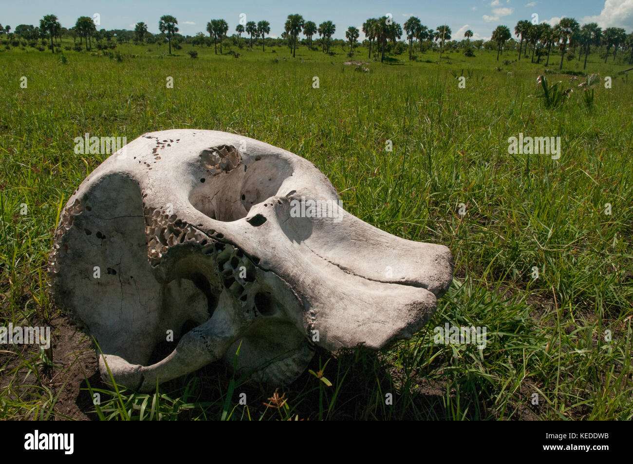 Cranio di ucciso illegalmente elefante. Zanne mancante. Foto Stock