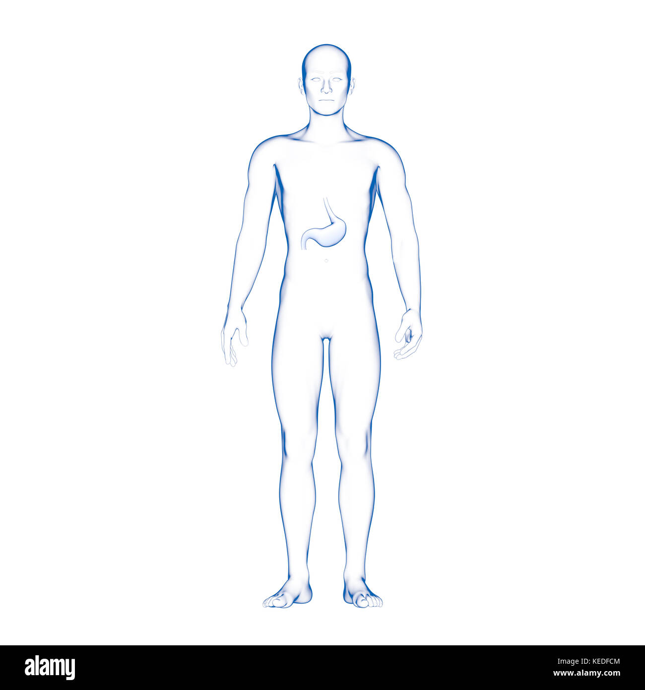Lo stomaco, organo interno, corpo umano Foto Stock
