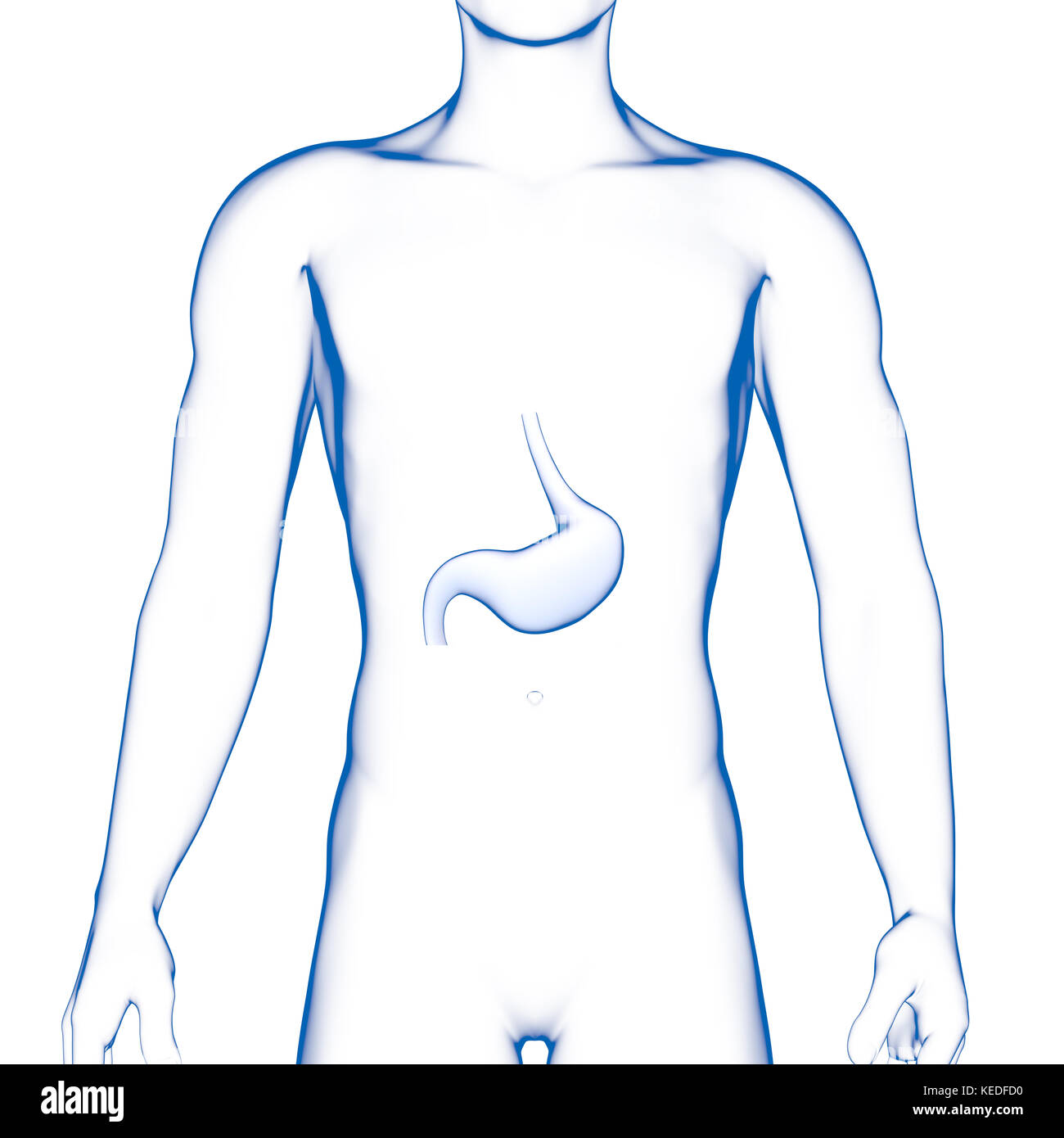 Stomaco umano, illustrazione medica Foto Stock