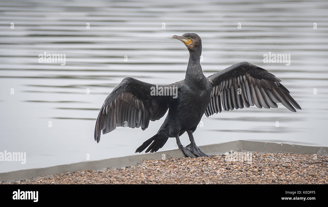 Chiudere una fotografia di un cormorano in piedi da un lago con le sue ali stese fuori Foto Stock