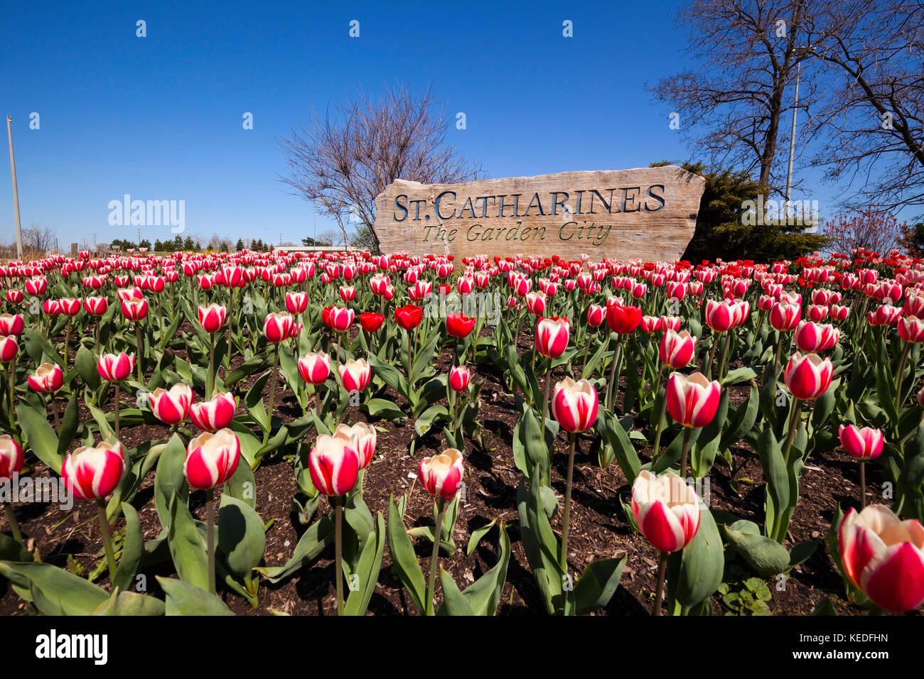 Un segno di gateway per San Catharines, Ontario, Canada, la città giardino. Con i tulipani in primo piano. Foto Stock