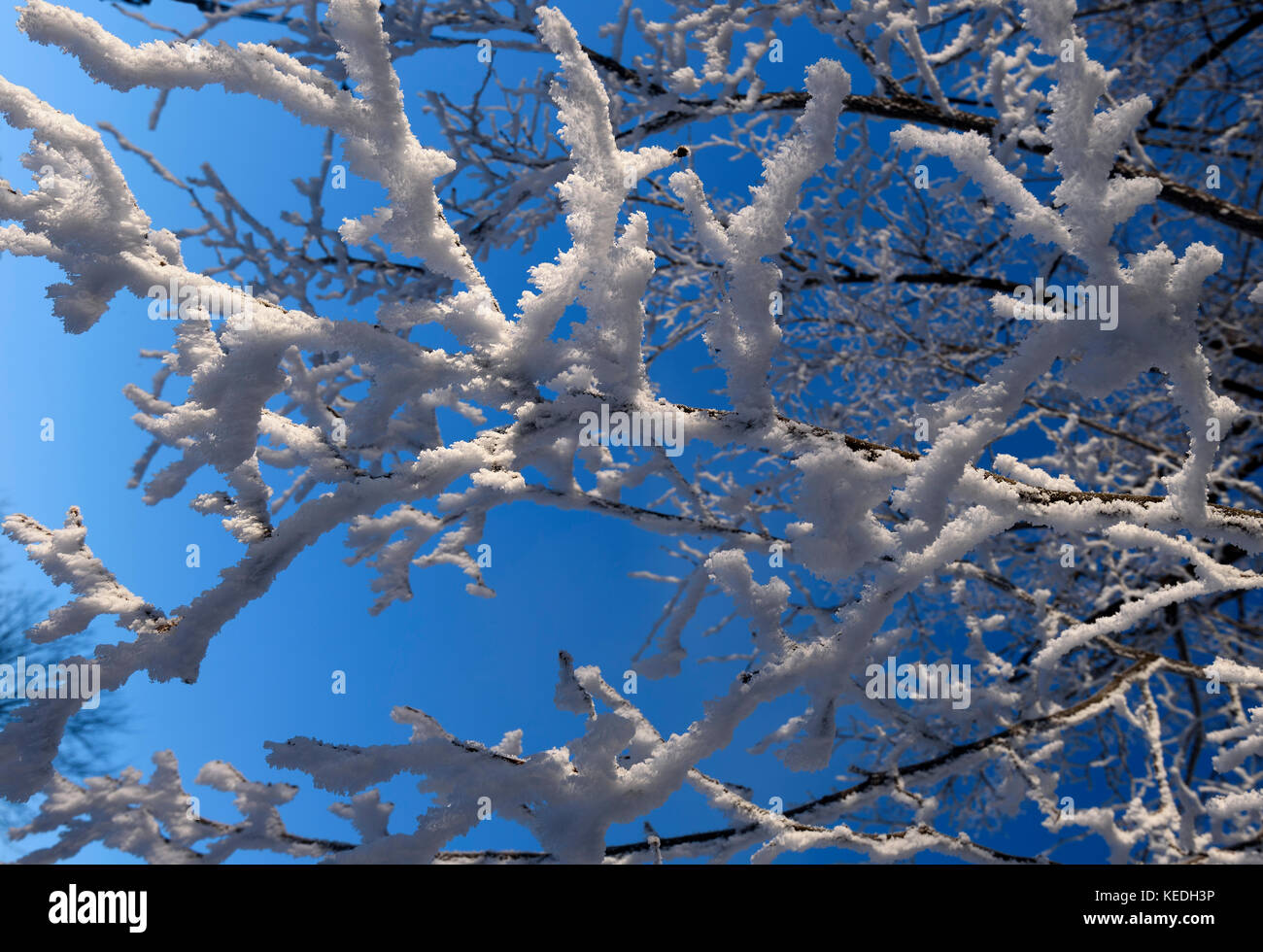 Close up dei rami di un albero coperto con rime frost Foto Stock