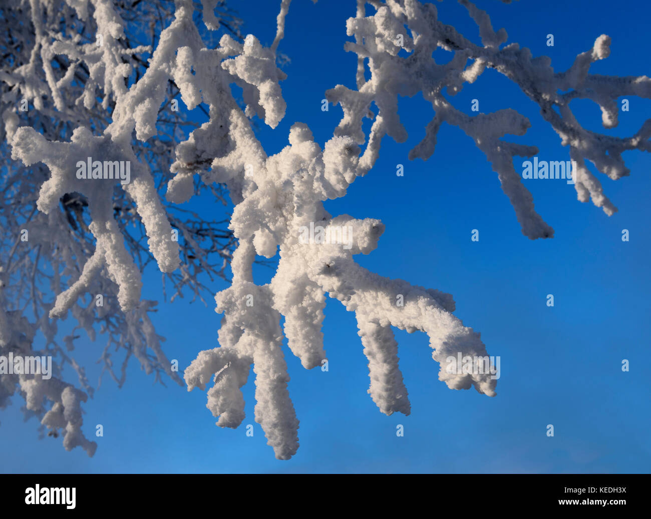 Close up dei rami di un albero coperto con rime frost Foto Stock