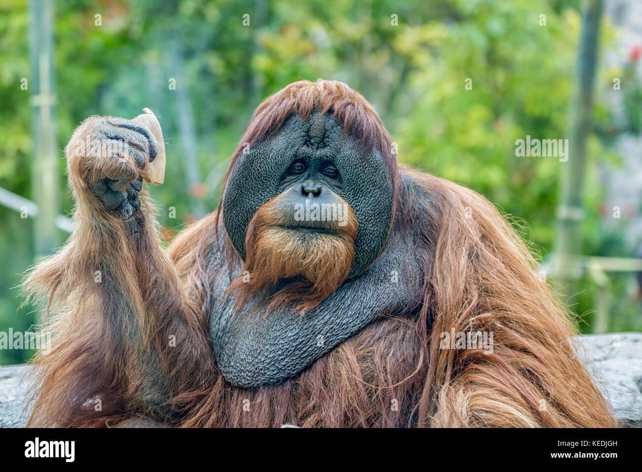 Orangutan (ape) Ritratto che mostra il viso e la parte superiore del corpo con sfondo sfocato Foto Stock