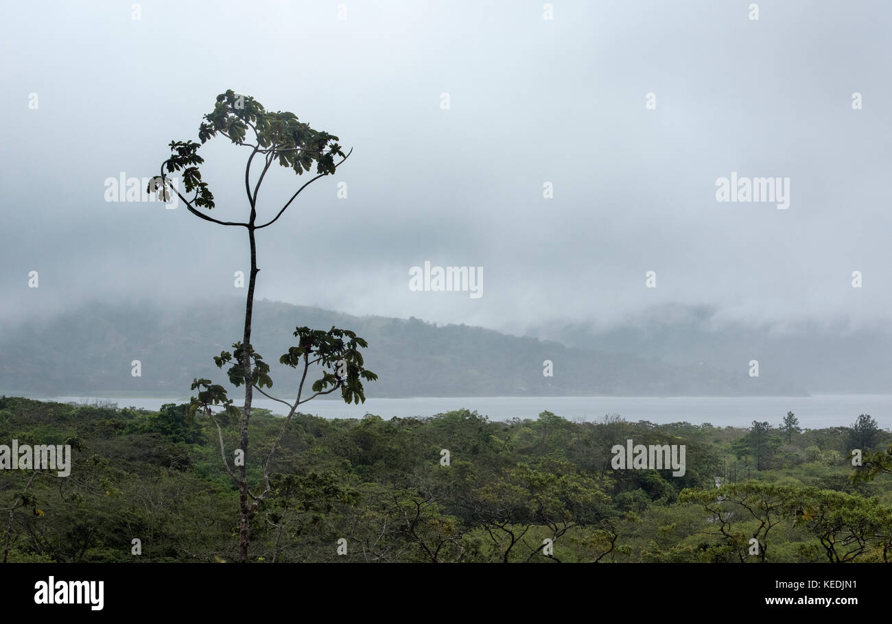 Unico albero sulle pendici del vulcano Arenal con il lago Arenal in background Foto Stock