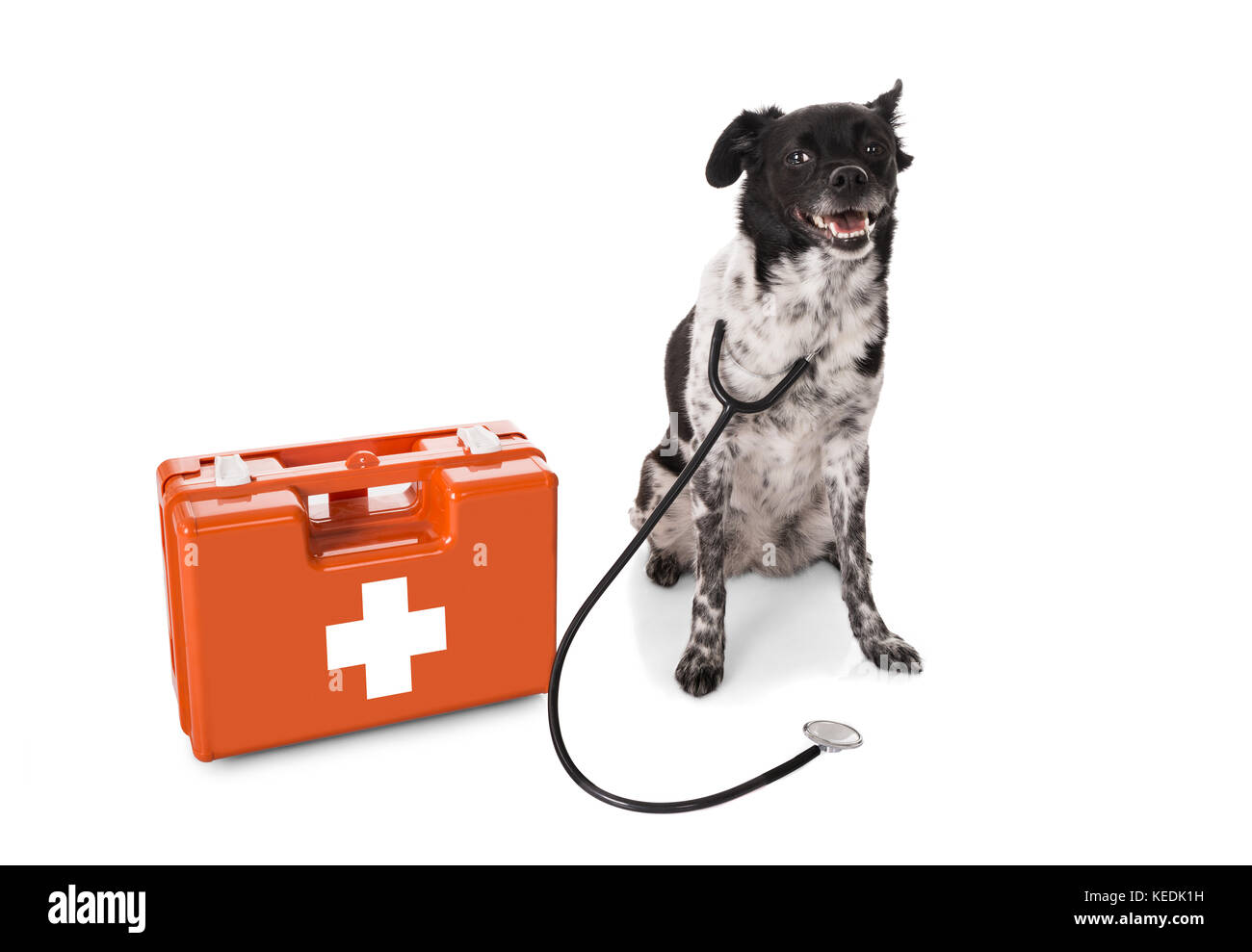 Cane con uno stetoscopio e kit di primo soccorso su sfondo bianco Foto Stock