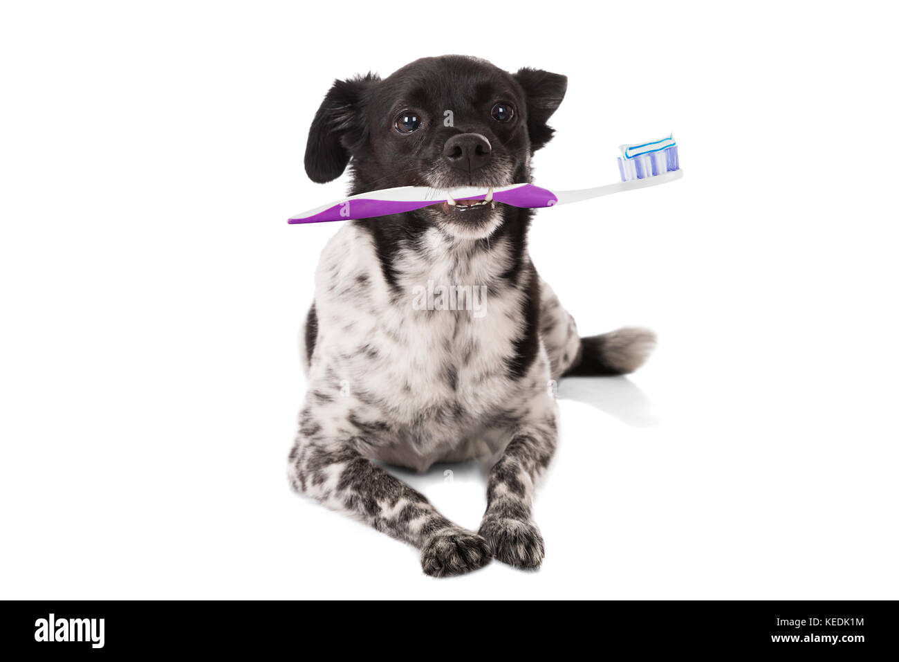 Cane con uno spazzolino da denti su sfondo bianco Foto Stock