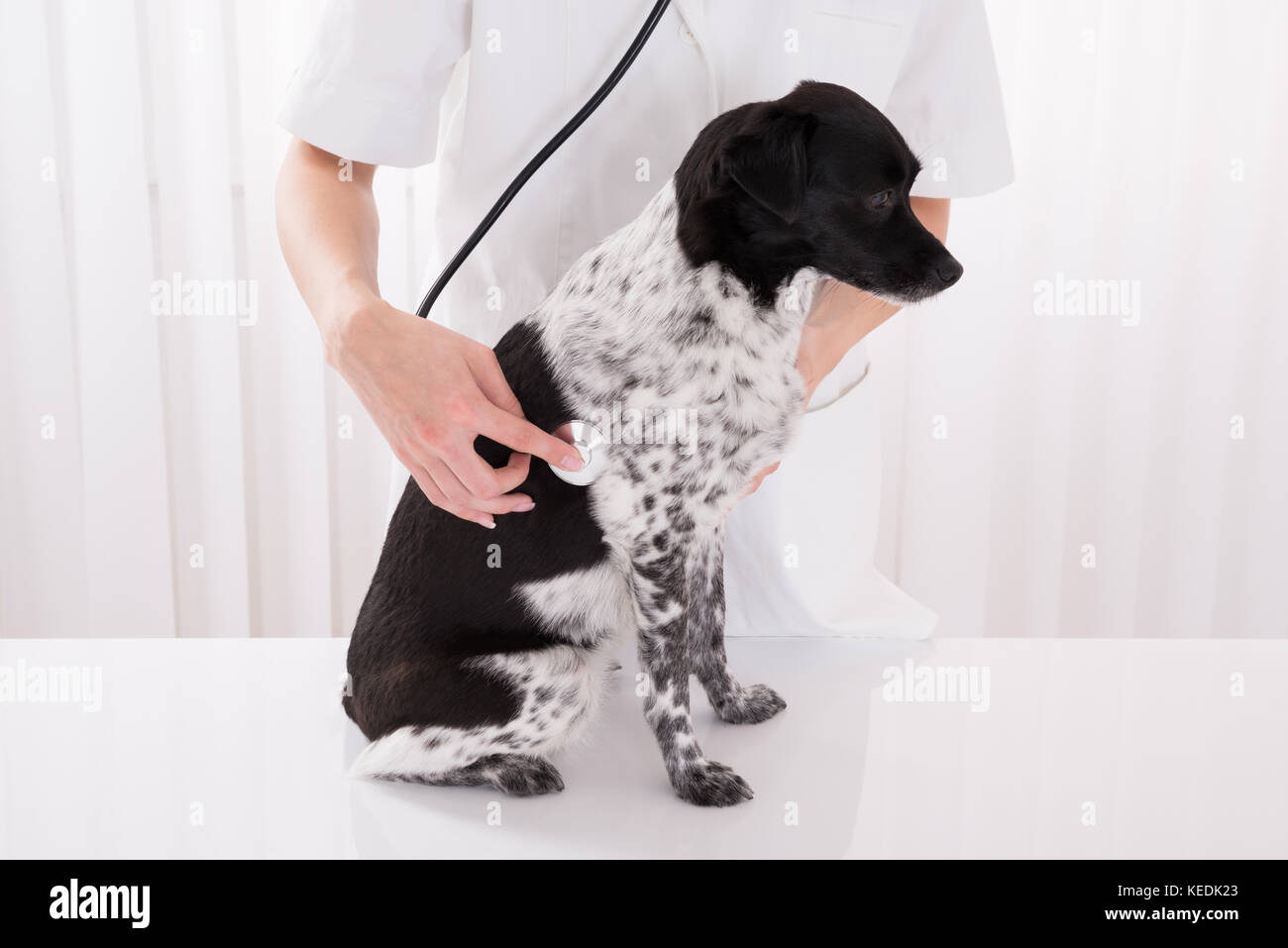 Close-up di vet esaminando cane con uno stetoscopio in ospedale Foto Stock