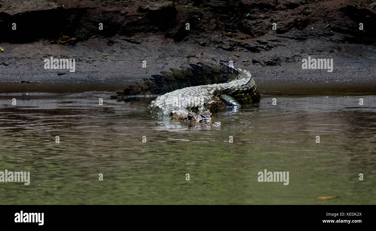 Coccodrillo caimano in un Fiume Sarapiqui, Provincia de Heredia, Costa Rica Foto Stock