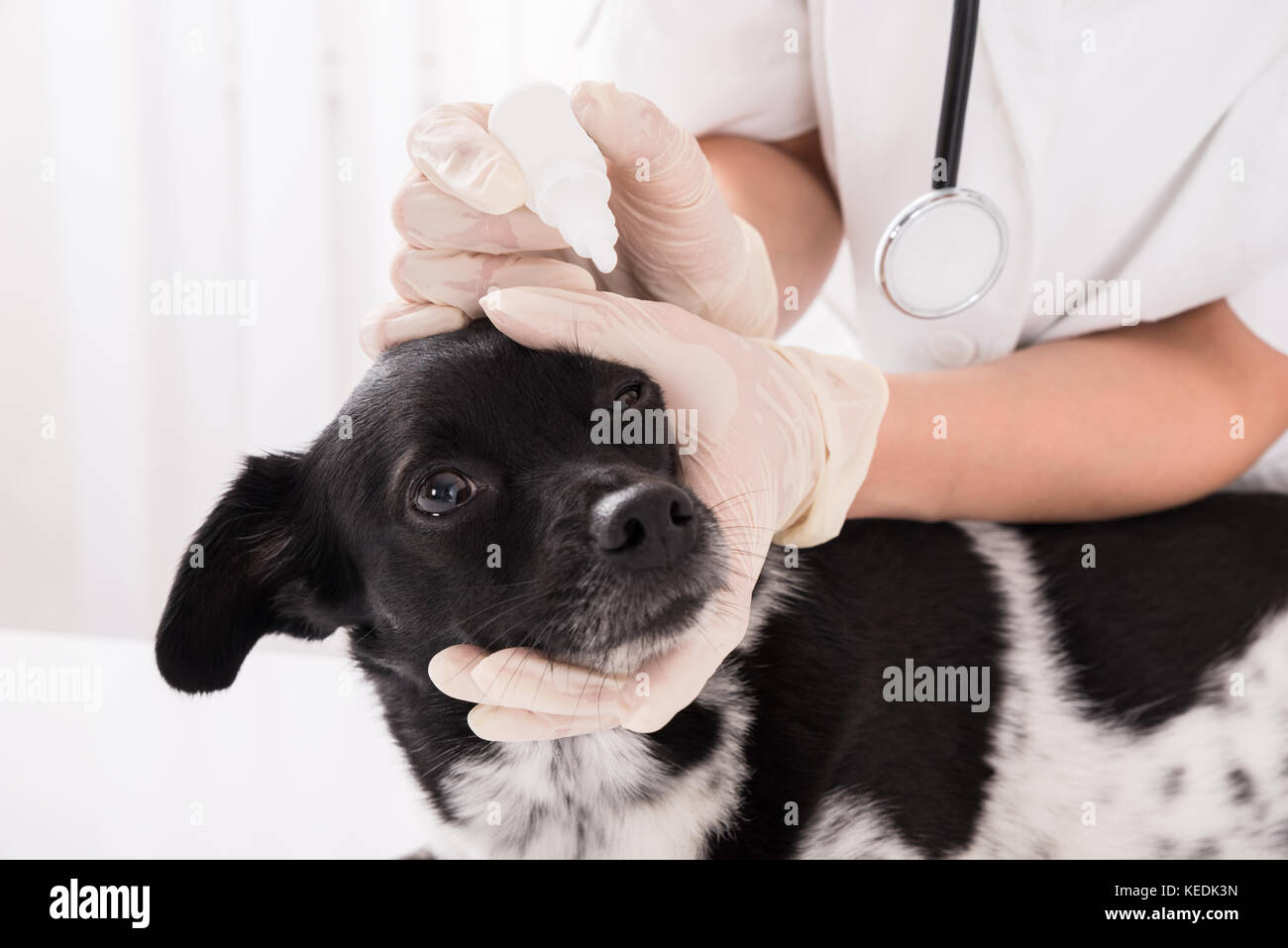 Close-up di un vet applicazione di collirio in cani di occhio Foto Stock