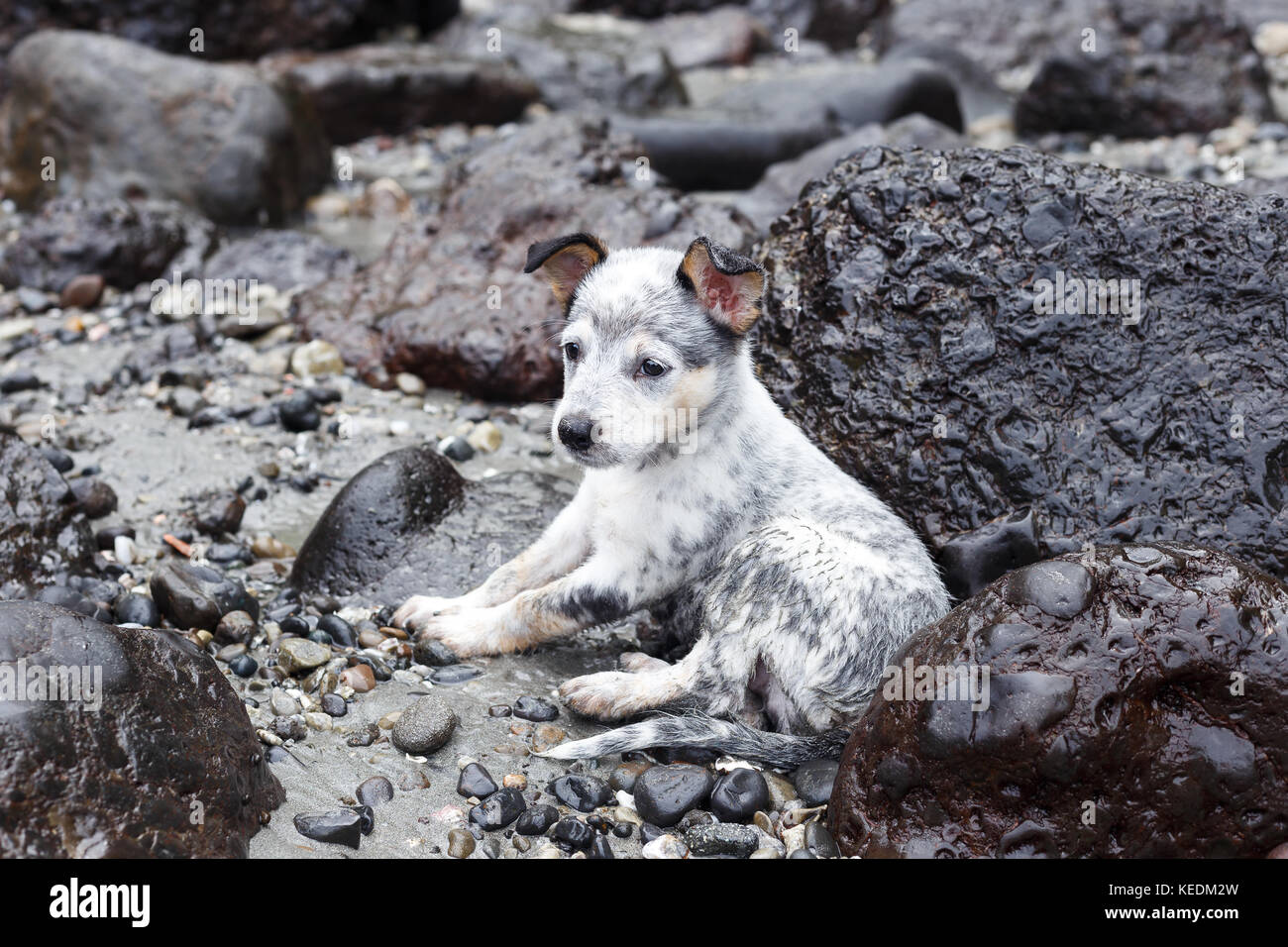 Miniature pinscher cucciolo prendendo una pausa su una spiaggia rocciosa Foto Stock