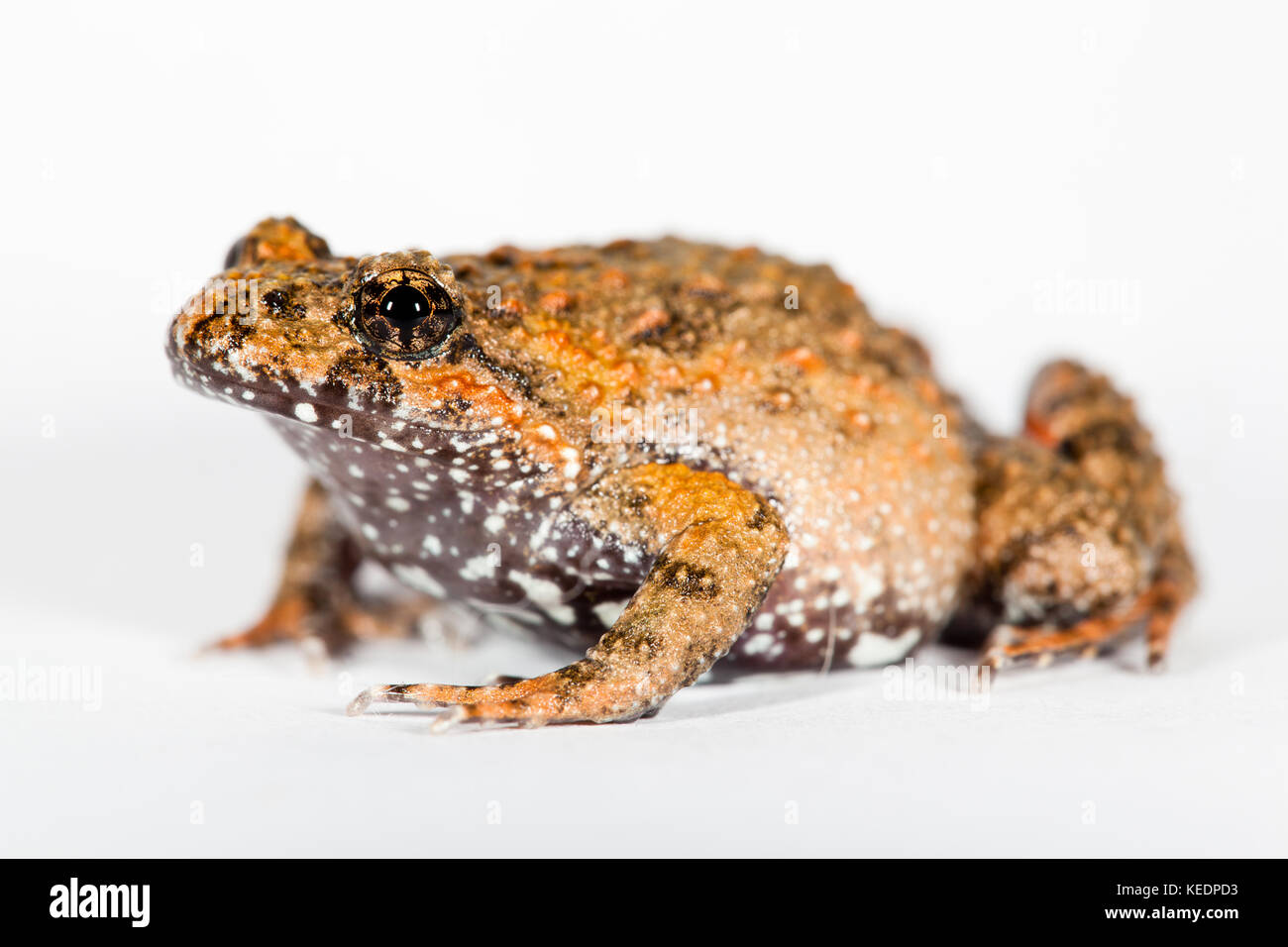 Rana Tusked (Adelotus brevis). Donna adulta in studio (prigioniera). Hopkins Creek. Nuovo Galles del Sud. Australia. Foto Stock