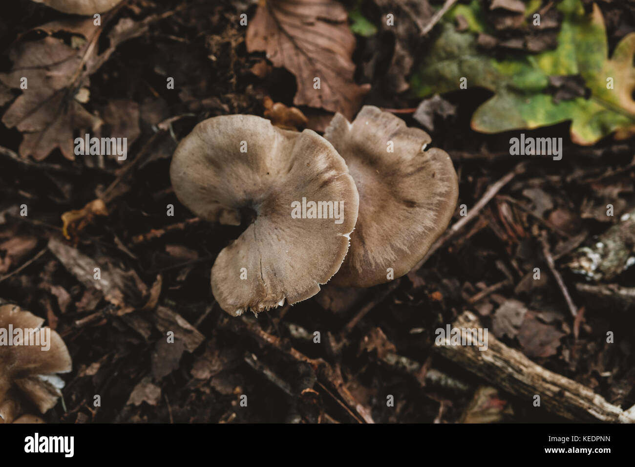 Due tonalità marrone tono di impilamento di funghi Foto Stock