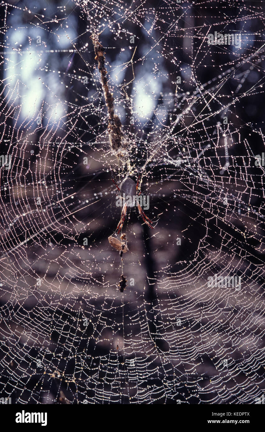 Golden orb spider di tessitura e il suo web Foto Stock