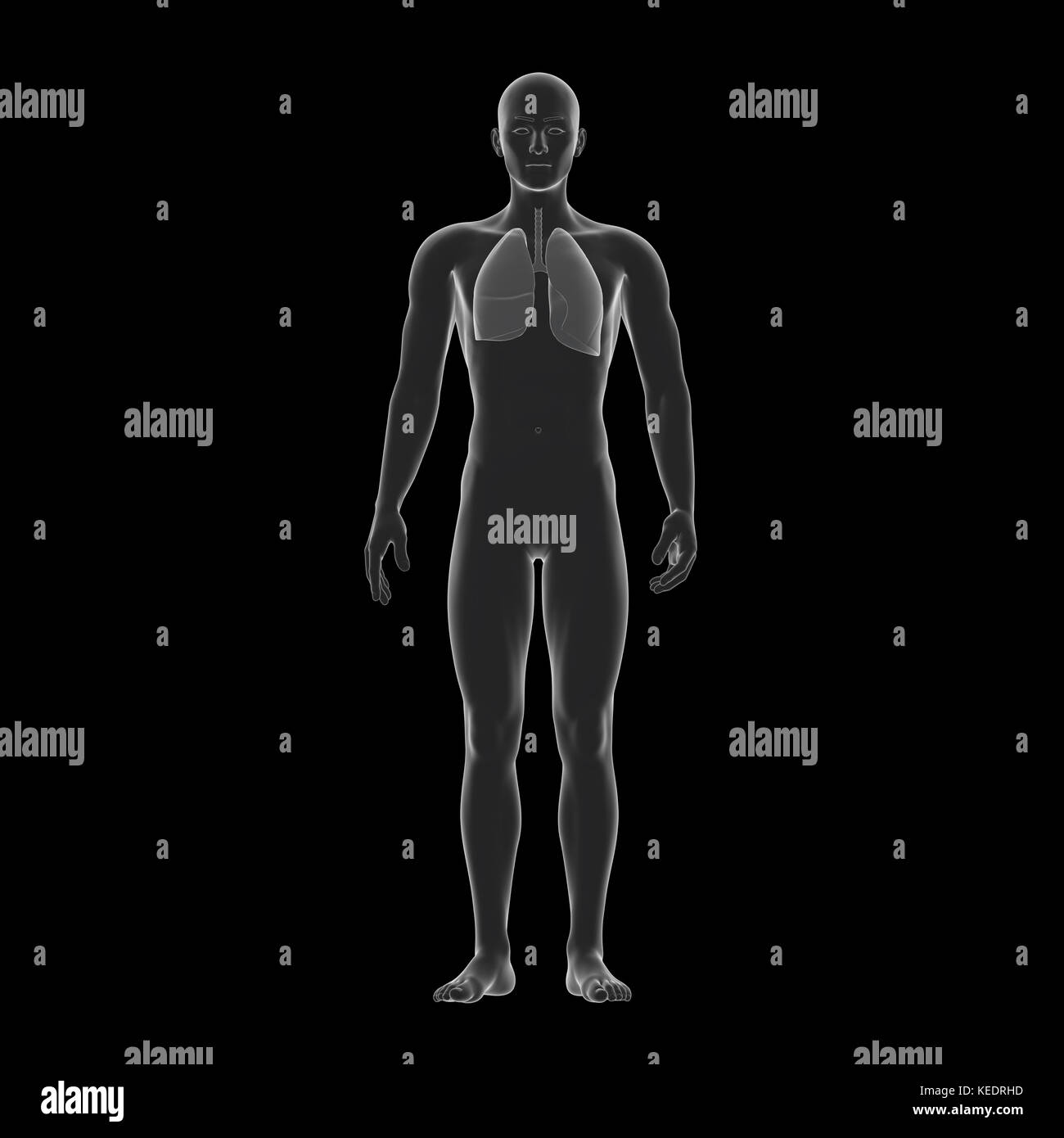 Human lang, modello medico Foto Stock