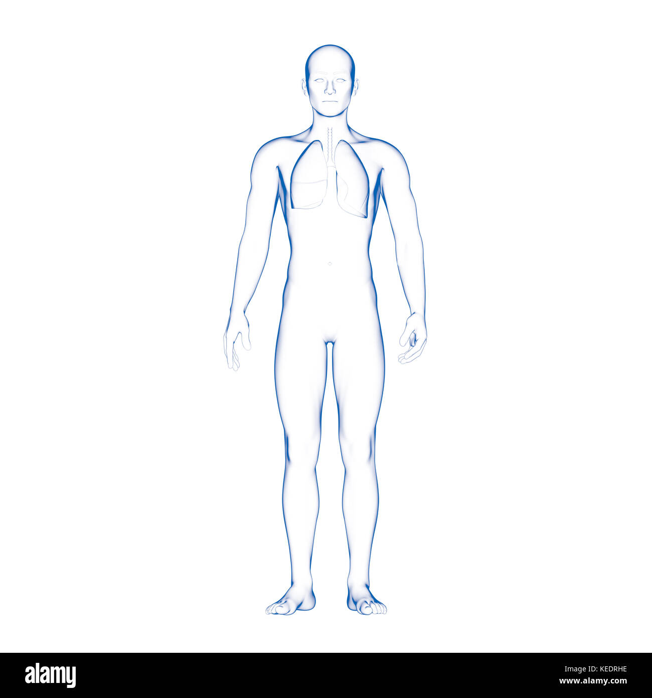 Human lang, modello medico Foto Stock