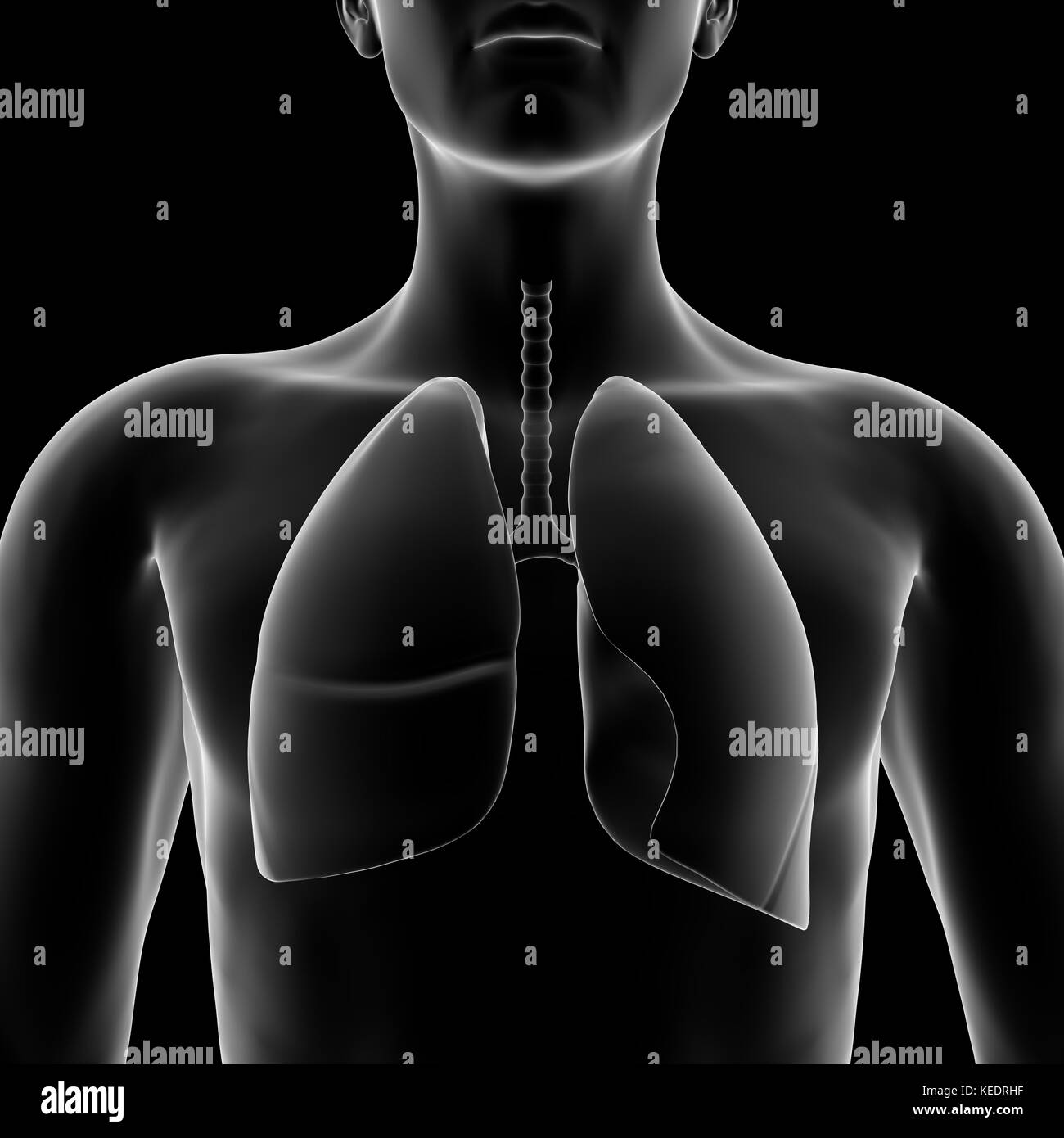 Human lang, modello medico Foto Stock