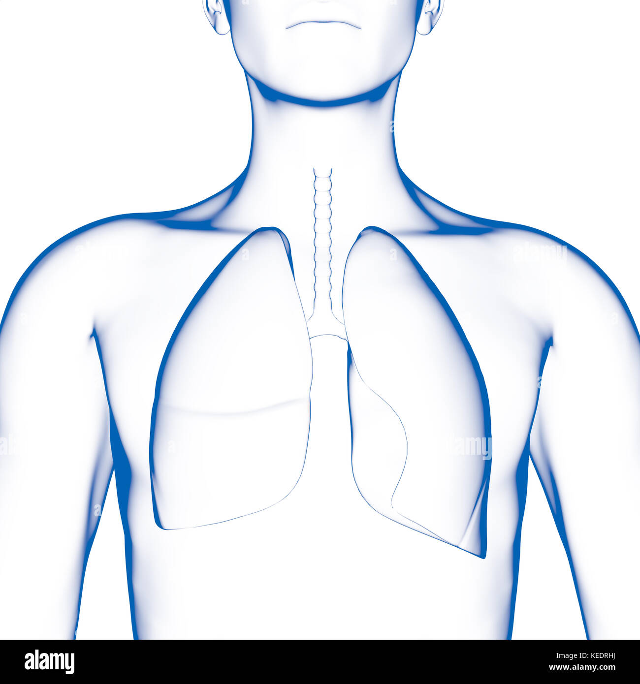 Human lang, modello medico Foto Stock