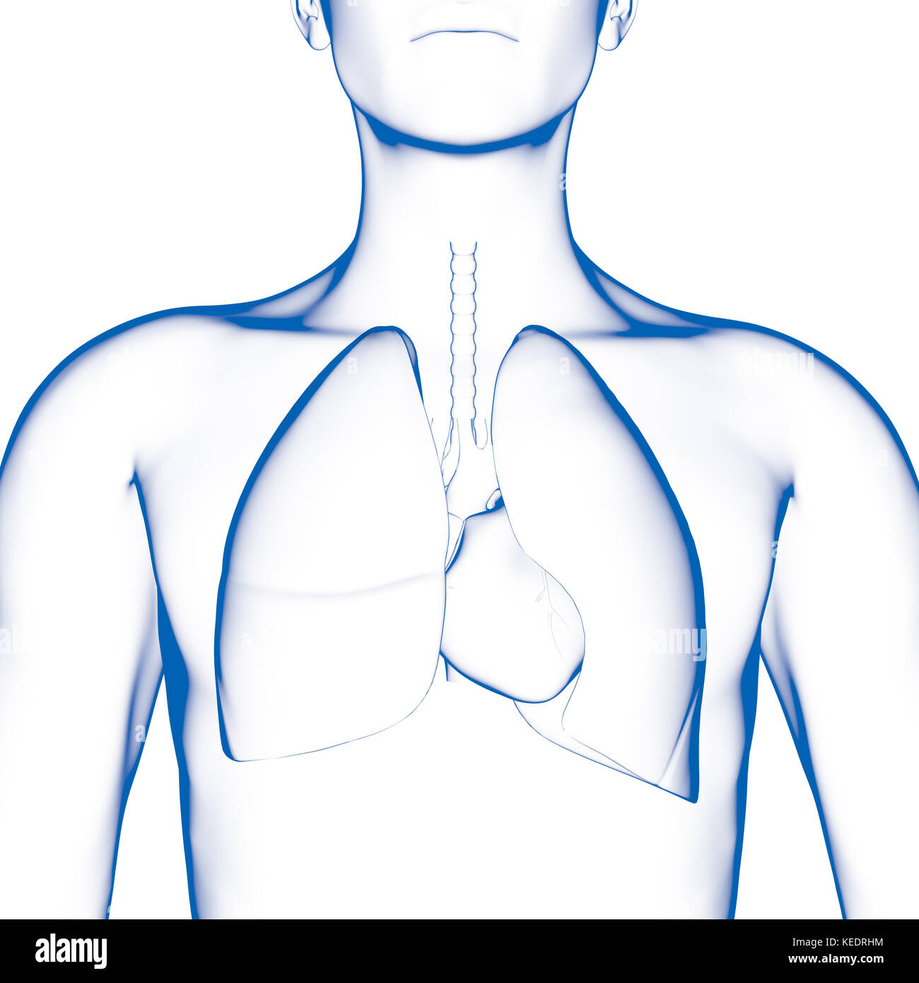 Human lang, modello medico Foto Stock