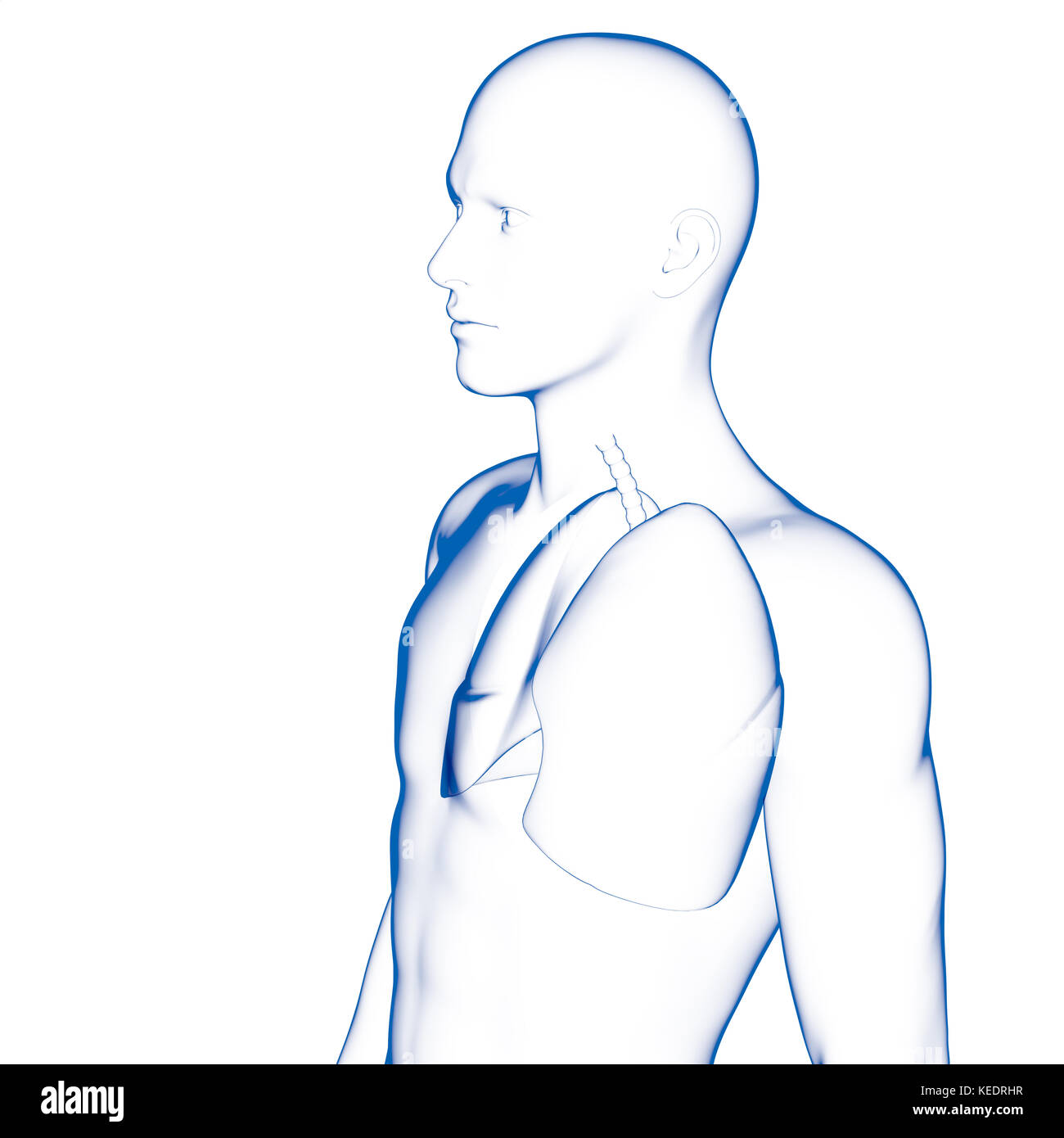 Human lang, modello medico Foto Stock