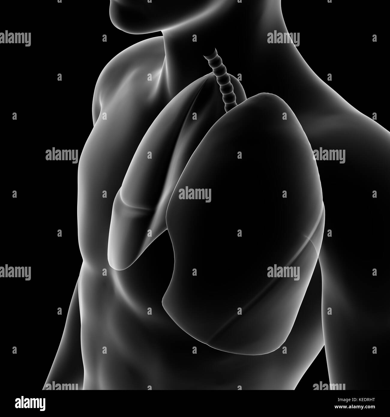 Human lang, modello medico Foto Stock