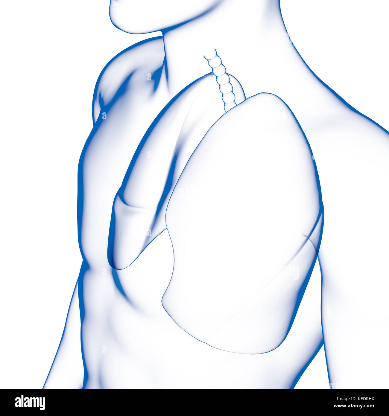 Human lang, modello medico Foto Stock