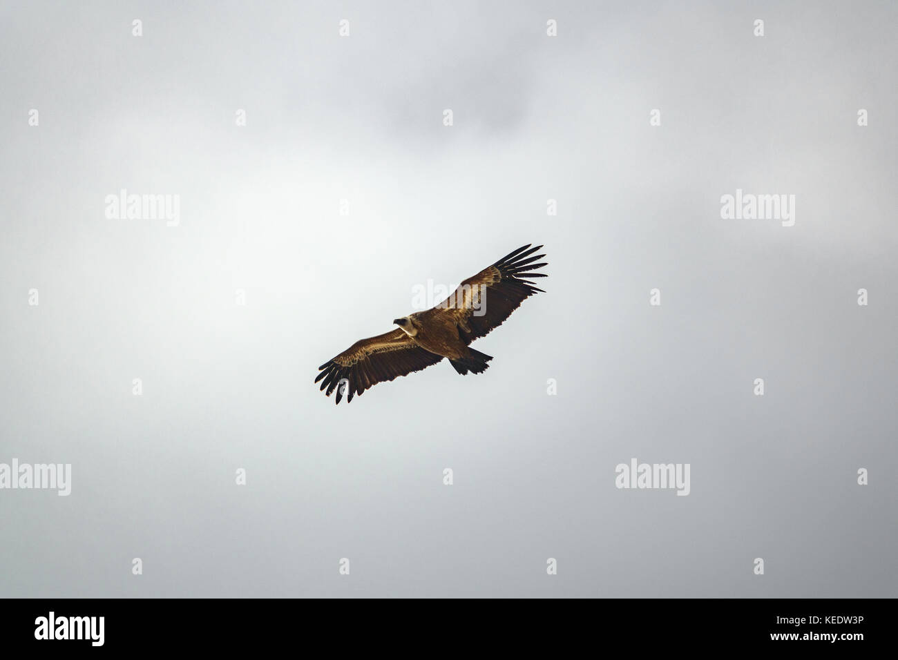 Avvoltoio vola nel cielo grigio Foto Stock