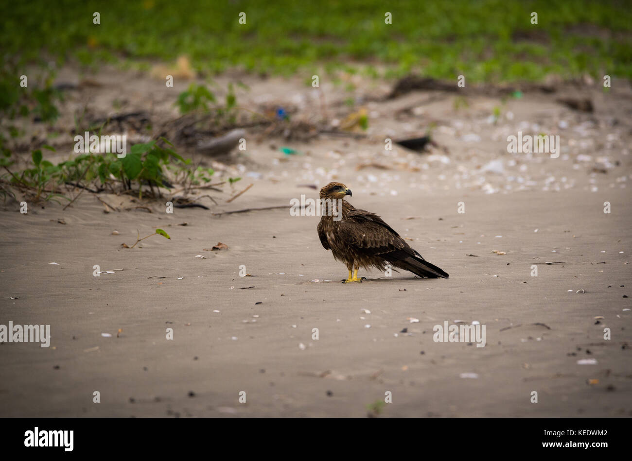 Un aquilone nero uccello sulla spiaggia in cerca di prede Foto Stock