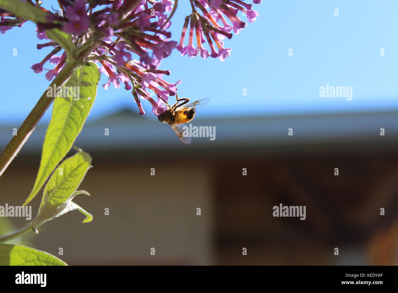 Bee ottenere alcuni nettare in primavera Foto Stock
