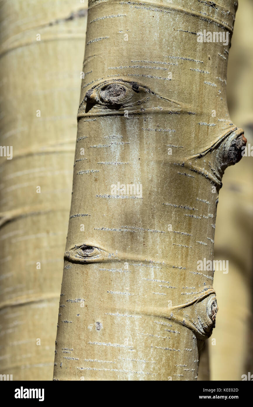 Close up aspen tree trunk (Populus tremuloides) e le sue cicatrici. Foto Stock