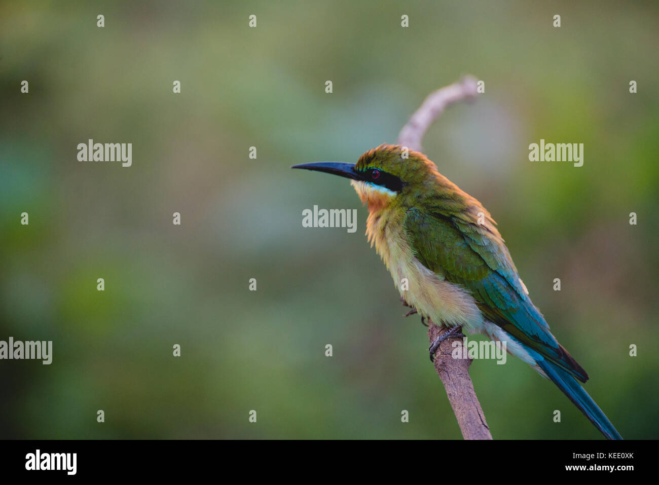 Uccelli colorati in Udawalawe parco nazionale dello Sri lanka Foto Stock