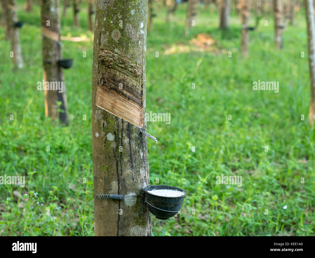 Lattice lattiginosa estratta dalla struttura in gomma, Thailandia Foto Stock