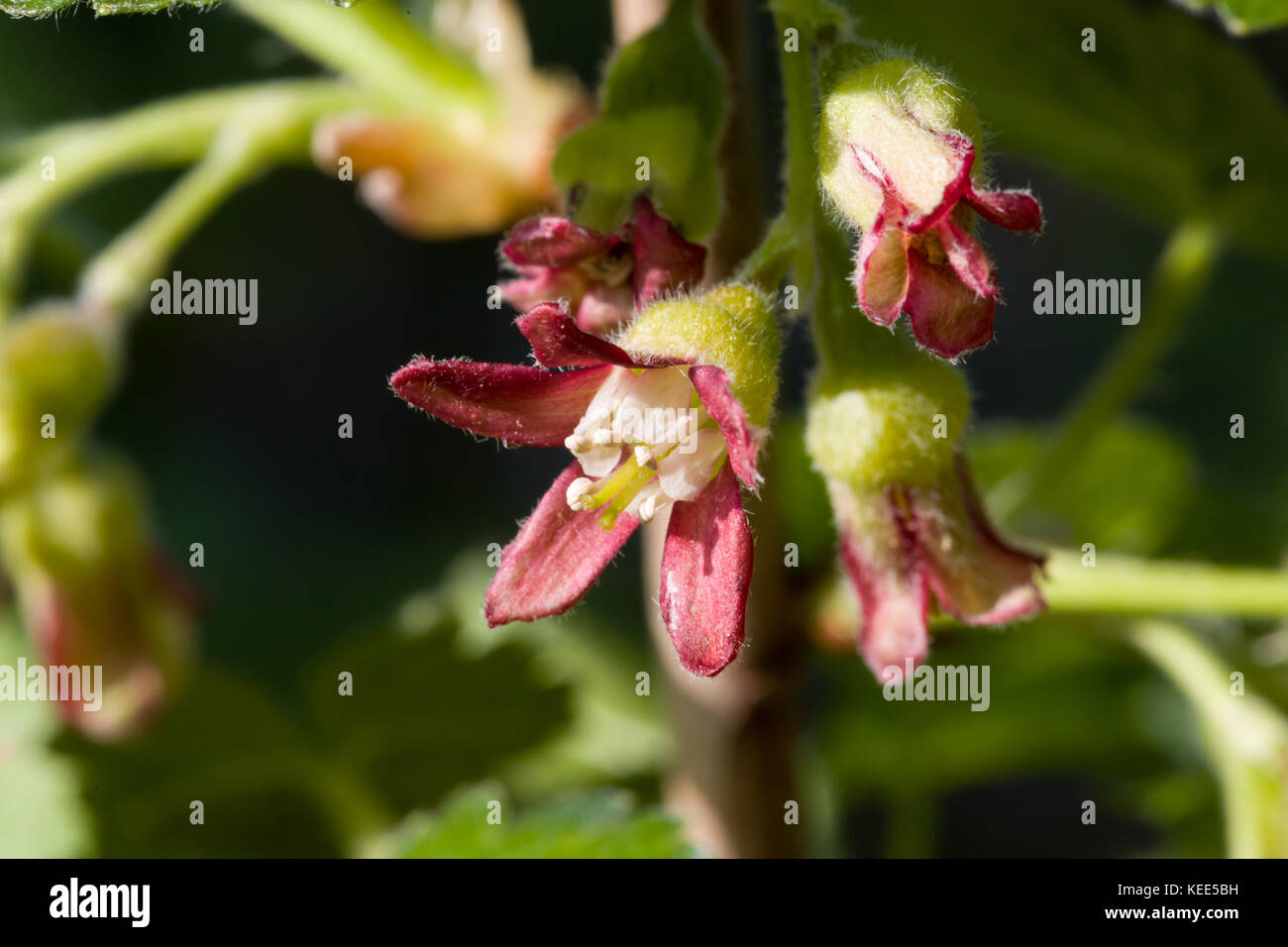 Primo piano della fioritura fiore jostabarry ribes nidigrolaria. messa a fuoco selettiva. profondità di campo. vista frontale. Foto Stock