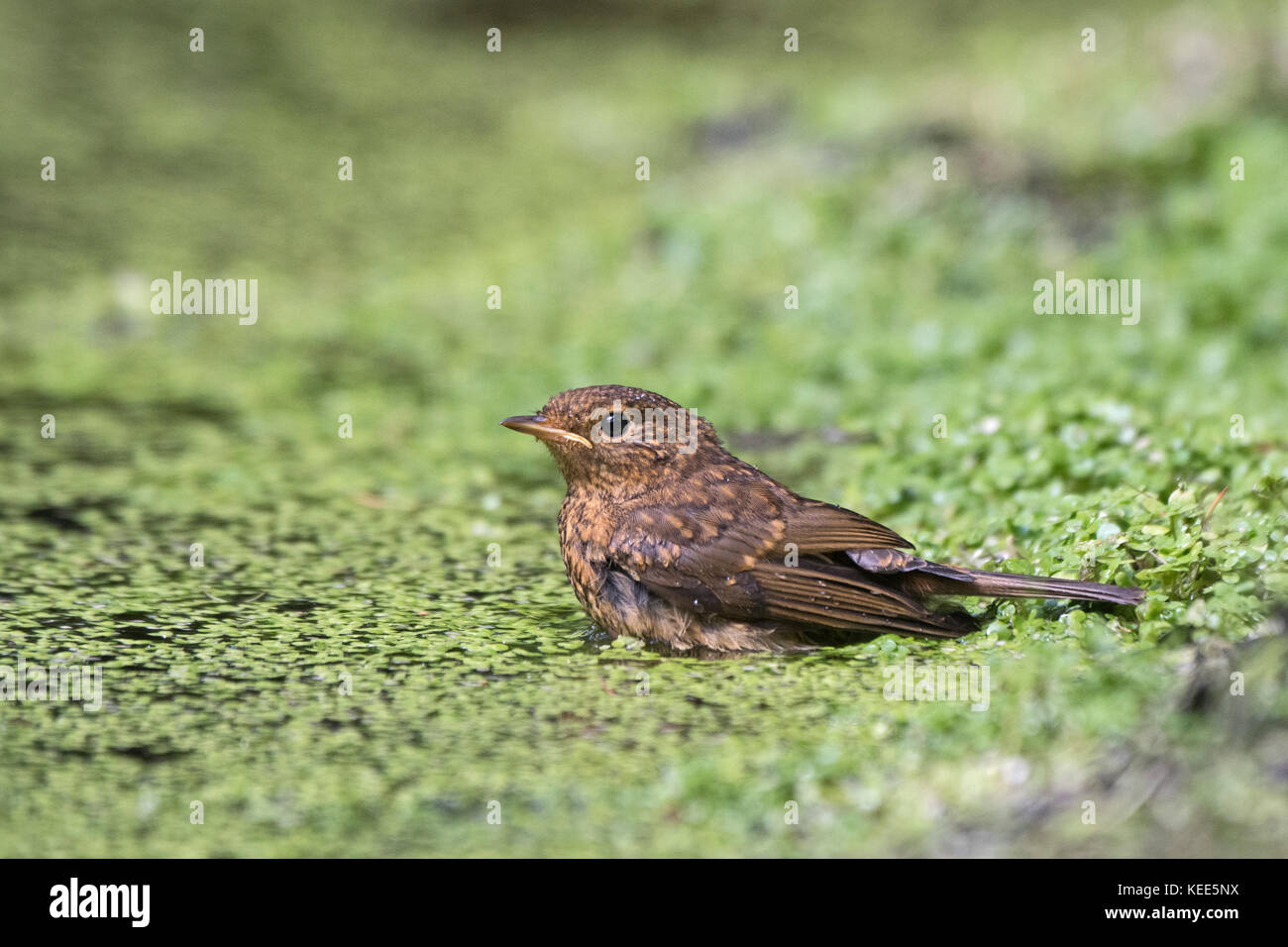 Unione Robin Erithacus rubecula capretti recentemente fledged Norfolk Agosto Foto Stock