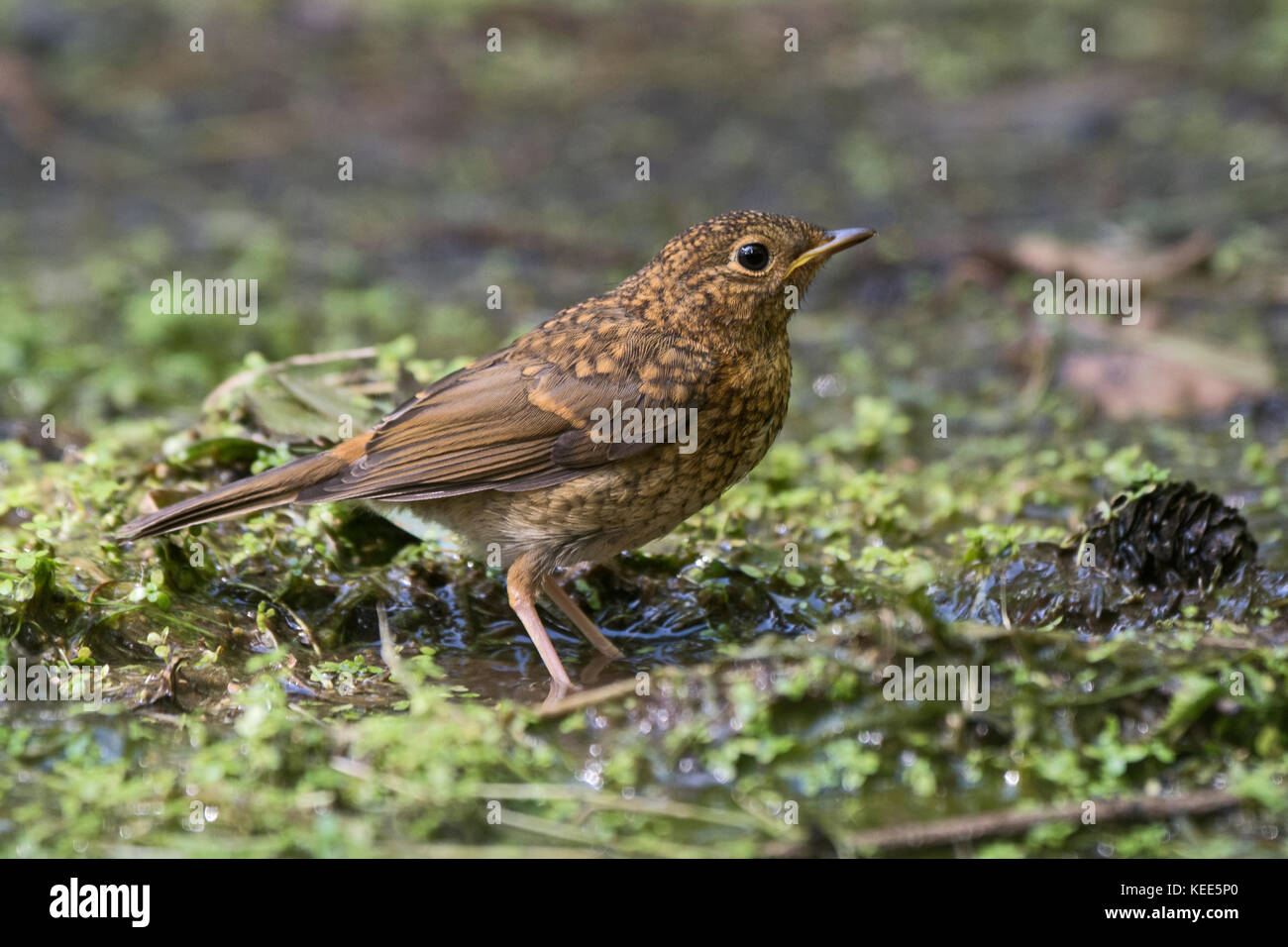 Unione Robin Erithacus rubecula capretti recentemente fledged Norfolk Agosto Foto Stock