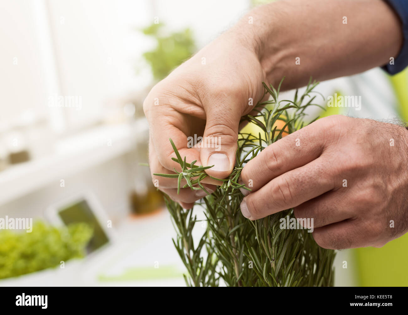 Cucinare fresco picking homegrown rosmarino, mani vicino : cucina mediterranea ed erbe aromatiche Foto Stock