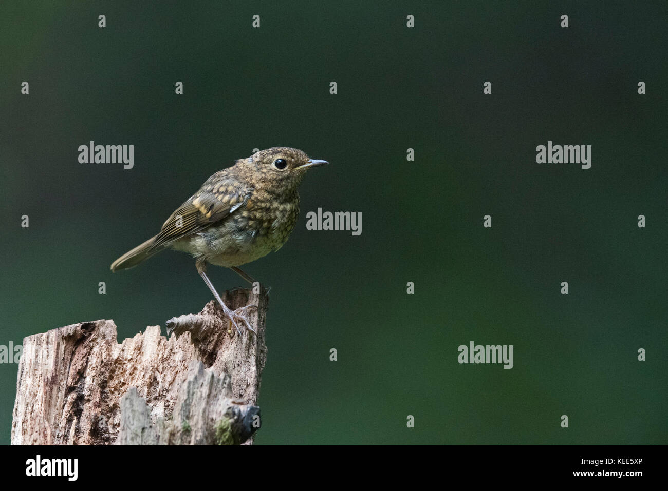 Unione Robin Erithacus rubecula capretti recentemente fledged Norfolk Agosto Foto Stock