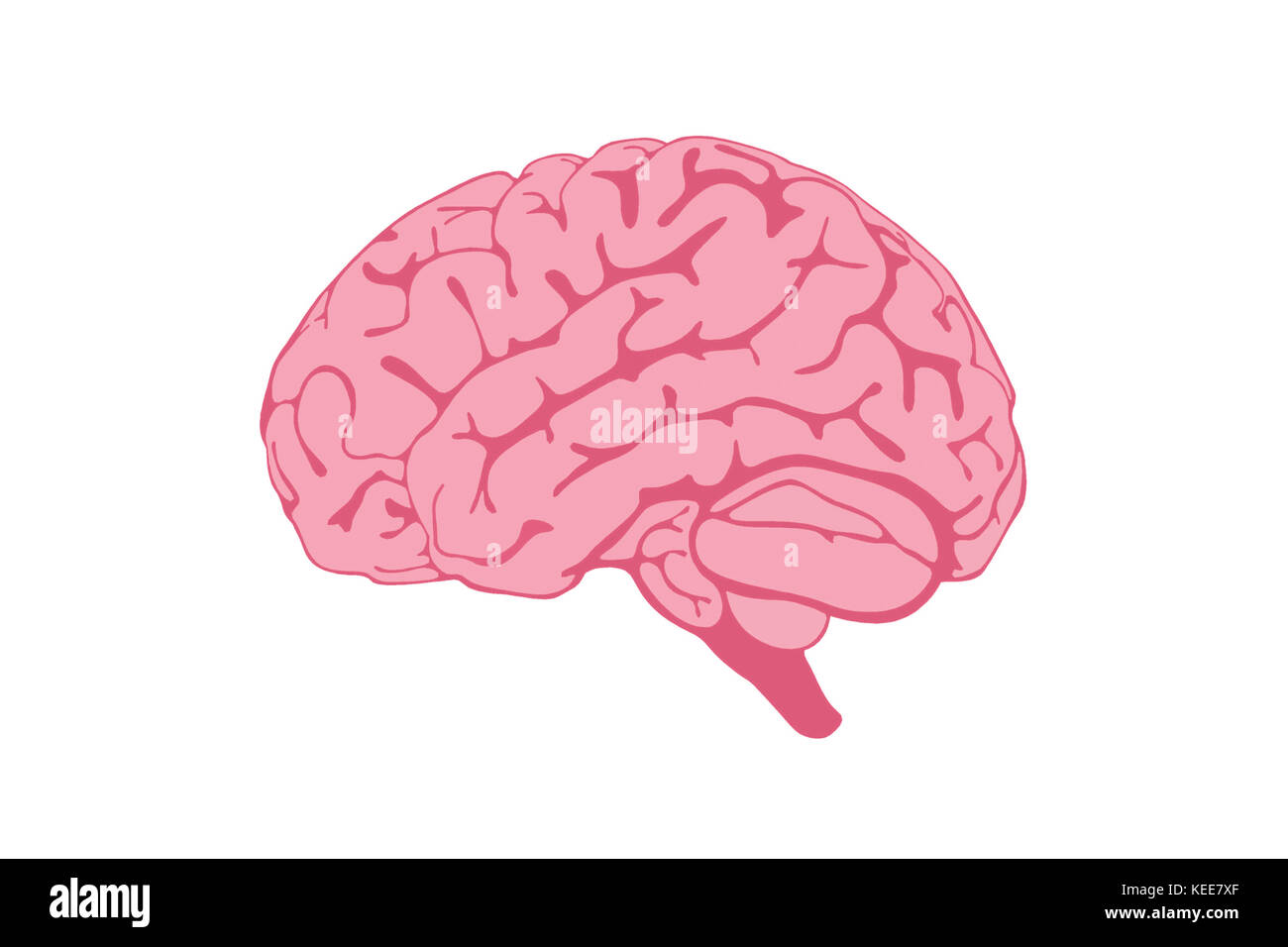 Illustrazione del cervello umano isolata su sfondo bianco. Foto Stock