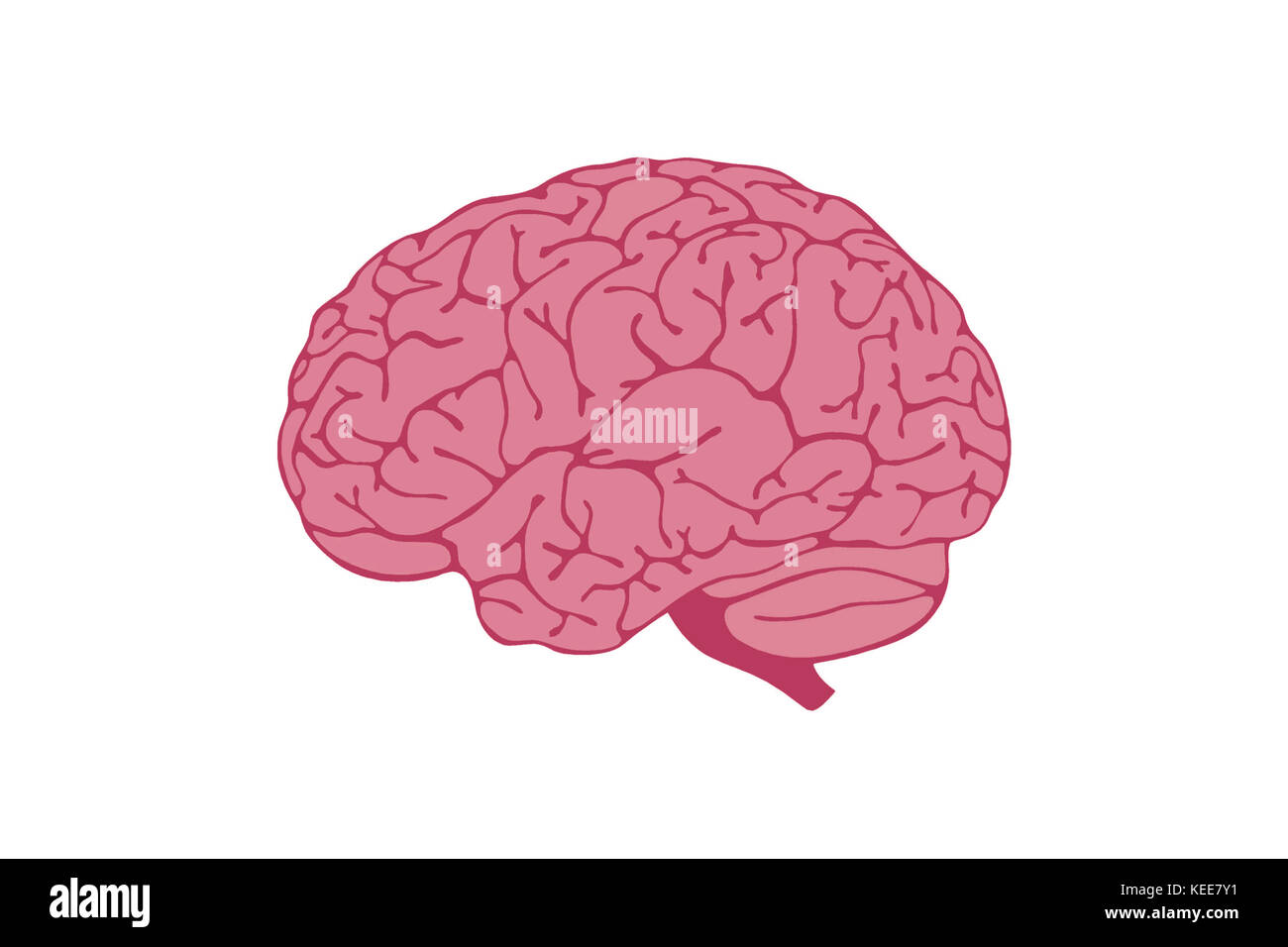 Cervello umano illustrazione isolati su sfondo bianco. Foto Stock