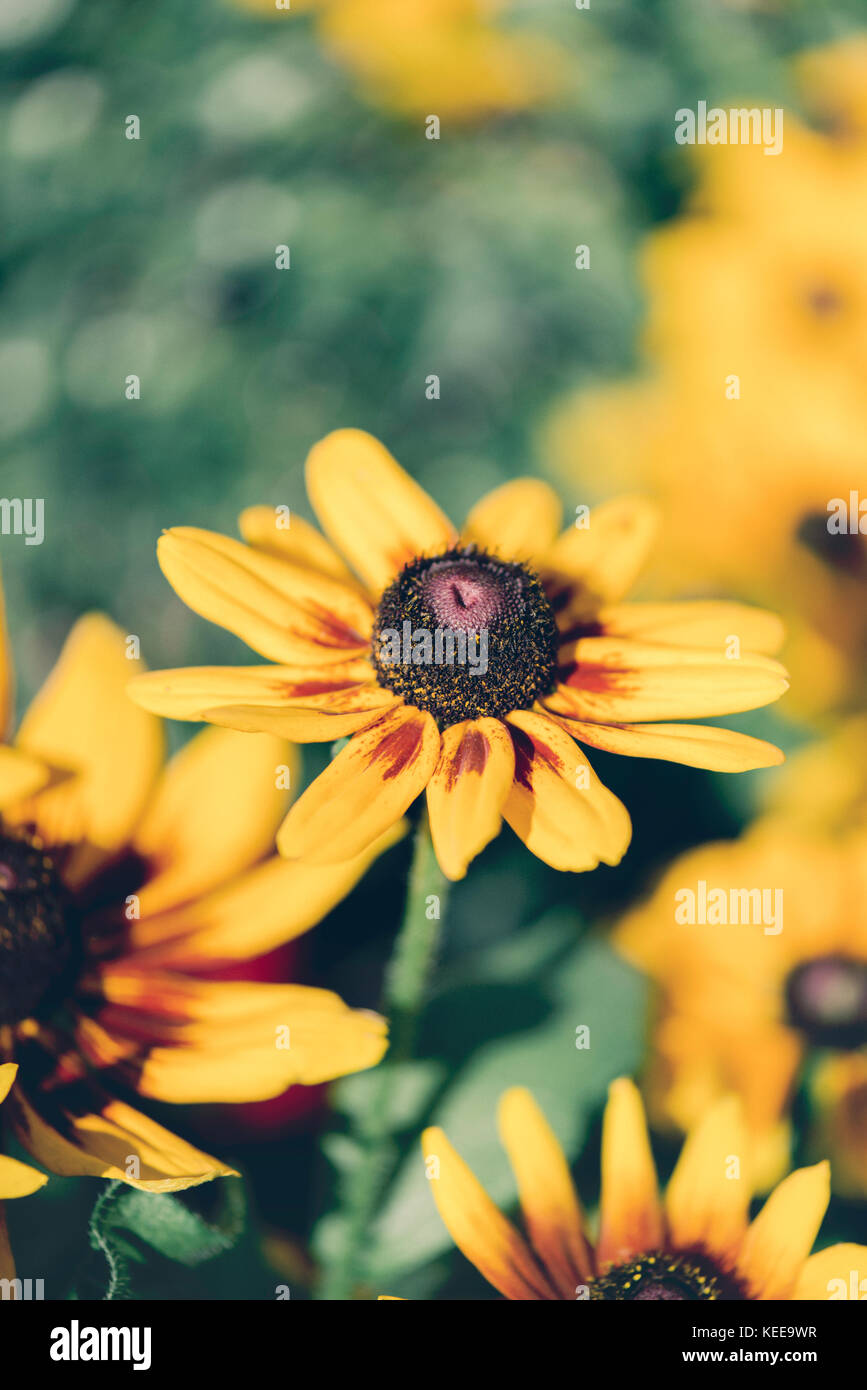 Brown eyed Susan Foto Stock